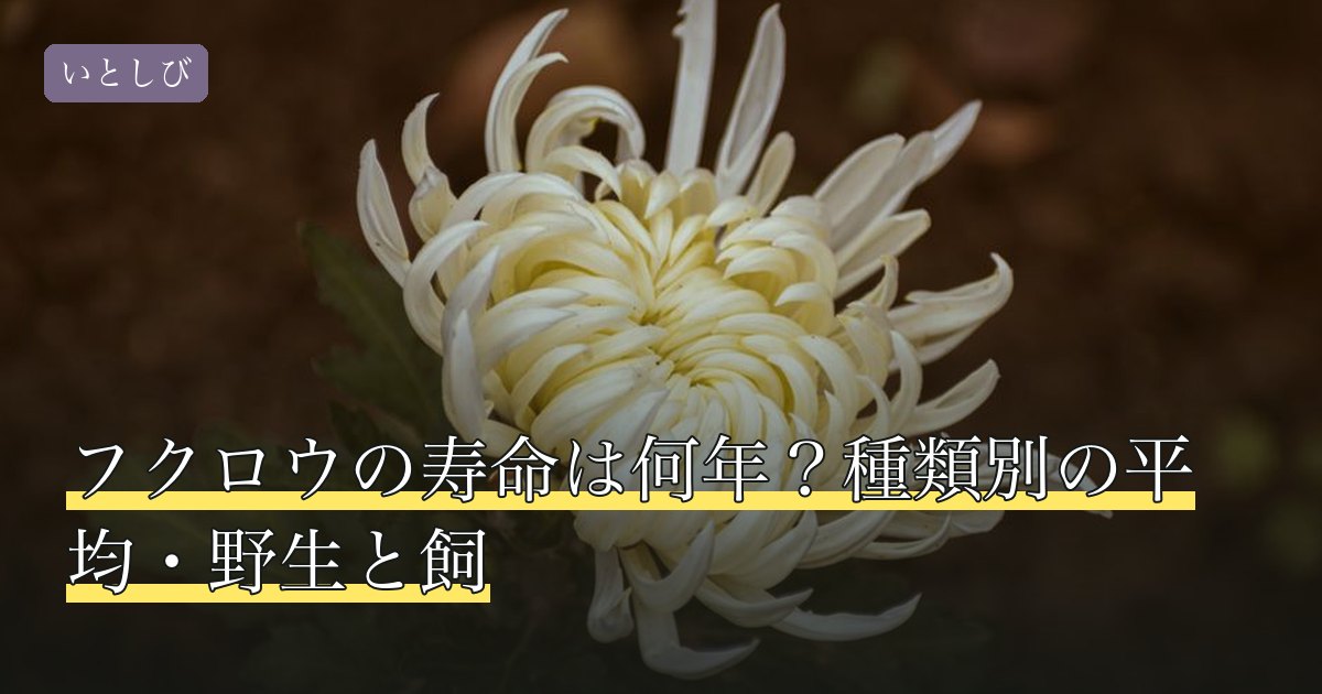 フクロウの寿命は何年？種類別の平均・野生と飼