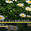 フクロモモンガの寿命は何年？平均・人間換算と
