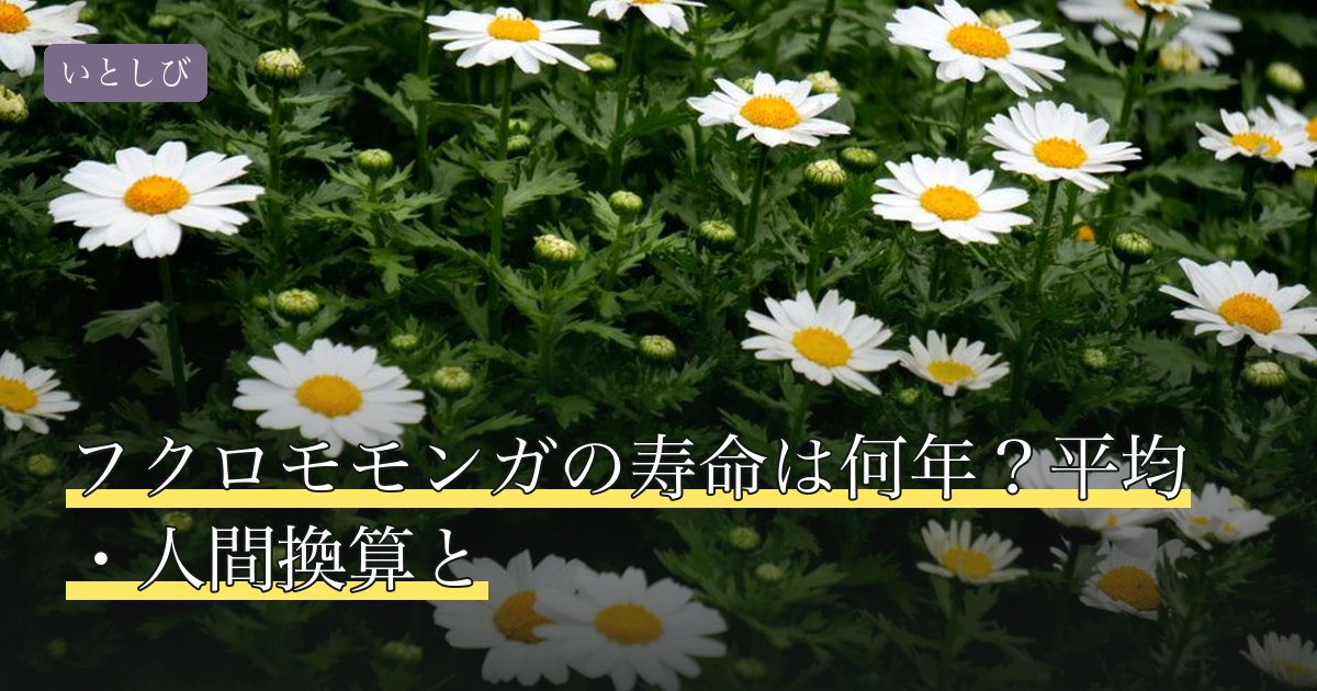 フクロモモンガの寿命は何年？平均・人間換算と