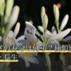 リクガメの寿命は何年？種類別の平均寿命と長生