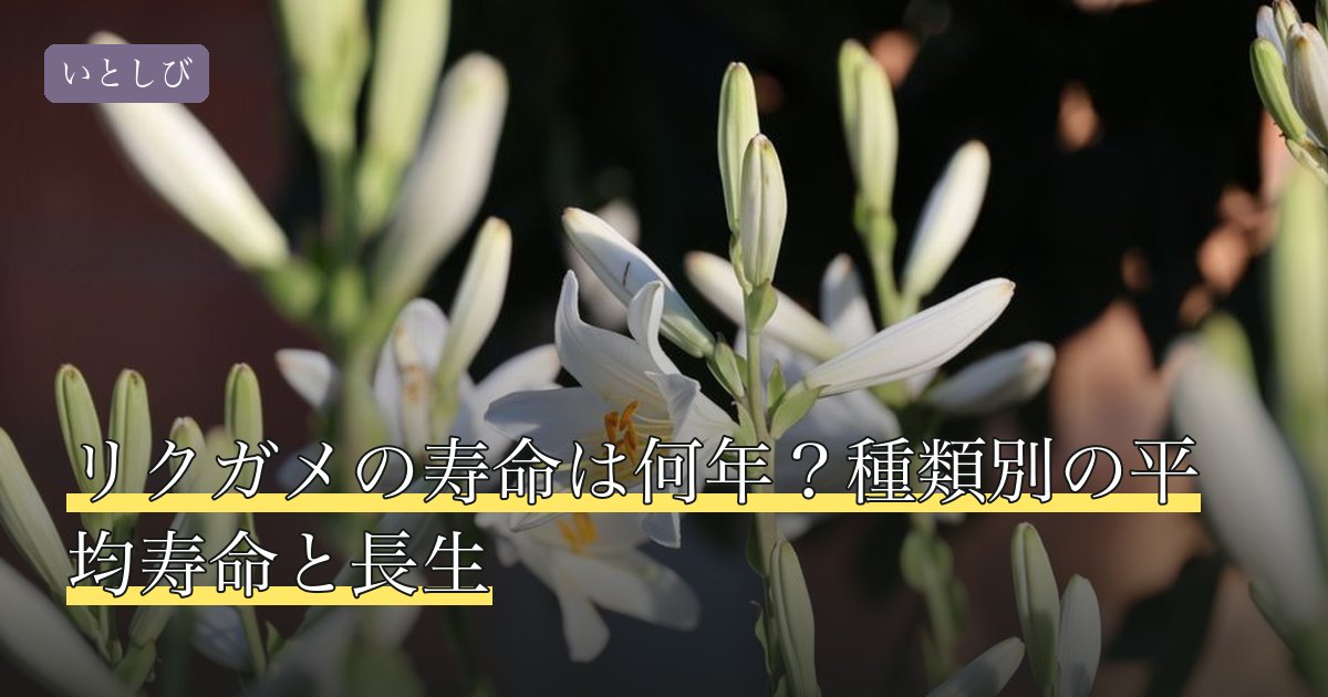 リクガメの寿命は何年？種類別の平均寿命と長生
