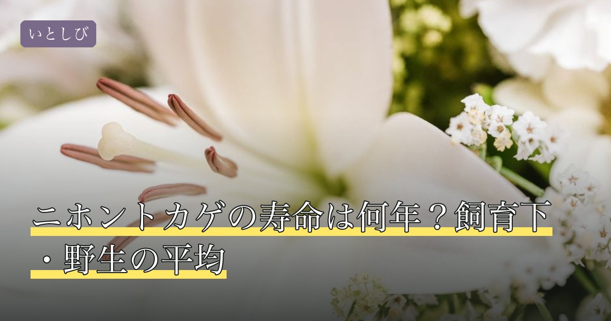 ニホントカゲの寿命は何年？飼育下・野生の平均