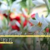 スコティッシュフォールドの寿命は何歳？平均寿