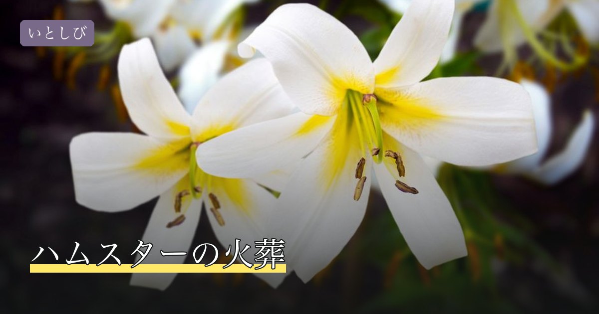 ハムスターの火葬