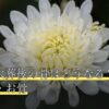 ペット火葬後の骨はどうなる？返骨の有無・お骨