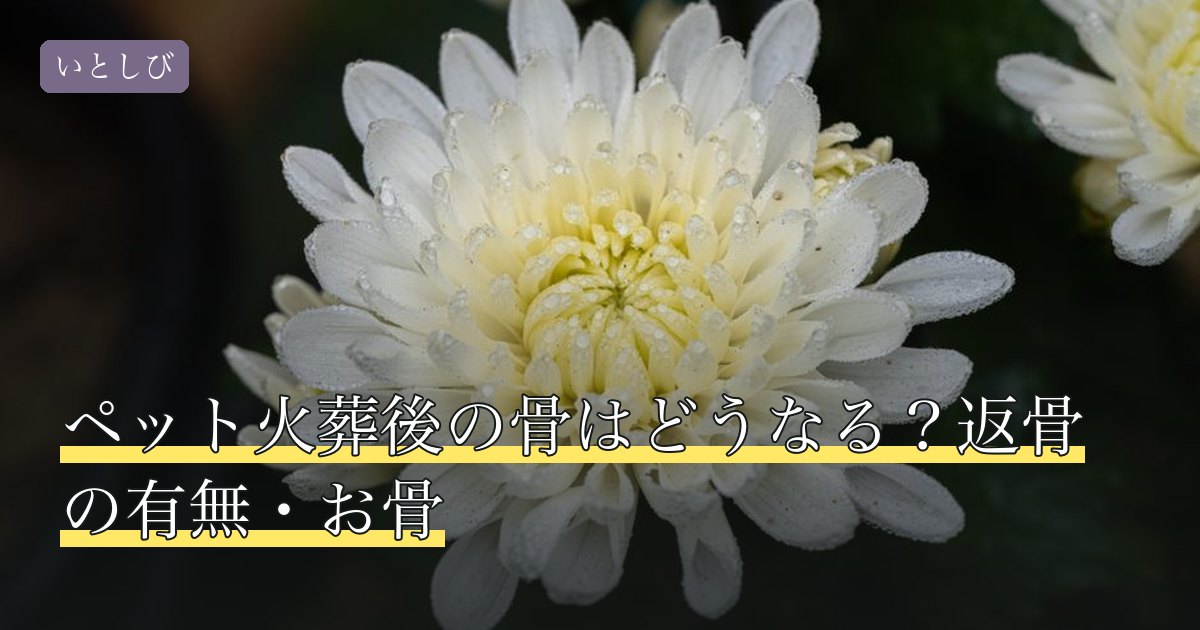 ペット火葬後の骨はどうなる？返骨の有無・お骨