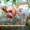 ペット火葬で棺に入れる花