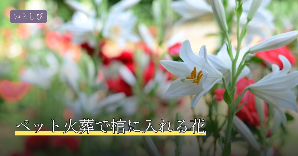 ペット火葬で棺に入れる花