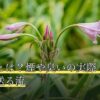 火葬車とは？煙や臭いの実際・自宅前で見送る流