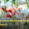 ペット火葬で棺に入れる花は切る？茎の長さ・量