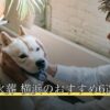 ペット火葬 横浜のおすすめ6選