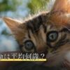 猫の寿命は平均何歳？
