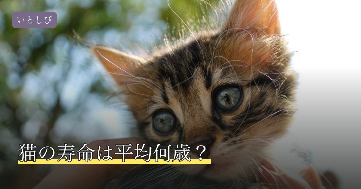 猫の寿命は平均何歳？