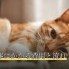猫の火葬にかかる費用と流れ