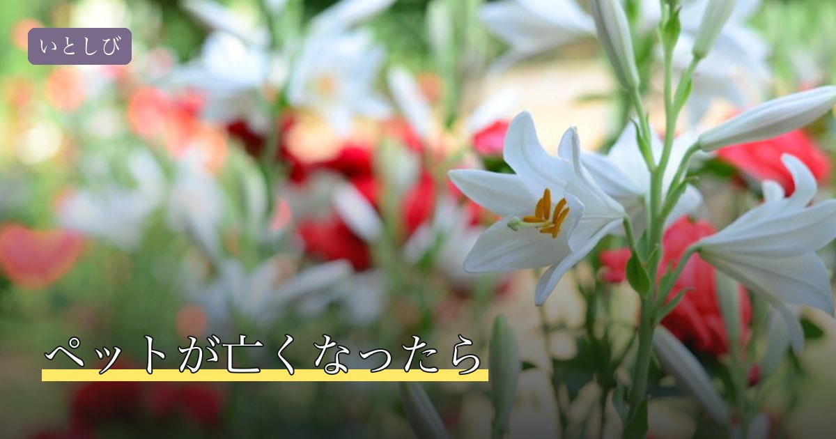 ペットが亡くなったら