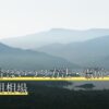 犬の納骨はいつ？方法・場所の選び方と費用相場