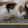 老猫がご飯を食べない原因と対処法