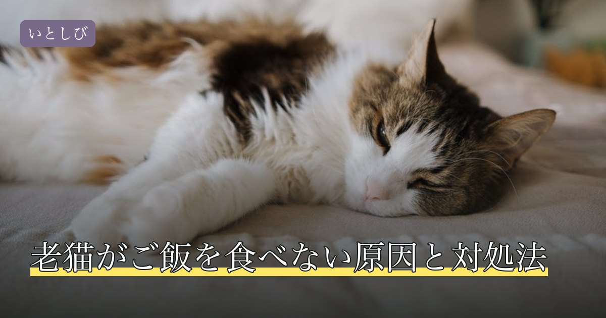 老猫がご飯を食べない原因と対処法