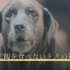 老犬がご飯を食べないときの対処法