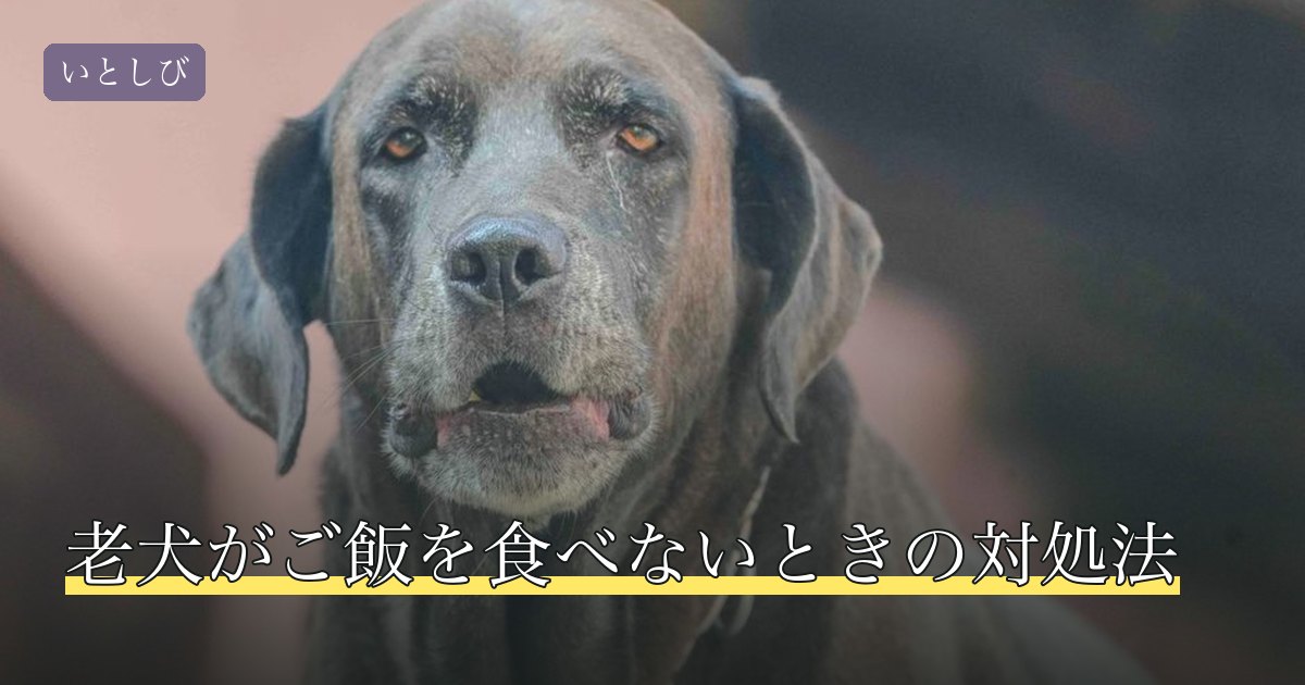 老犬がご飯を食べないときの対処法
