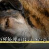 ペットの死後硬直はいつから？