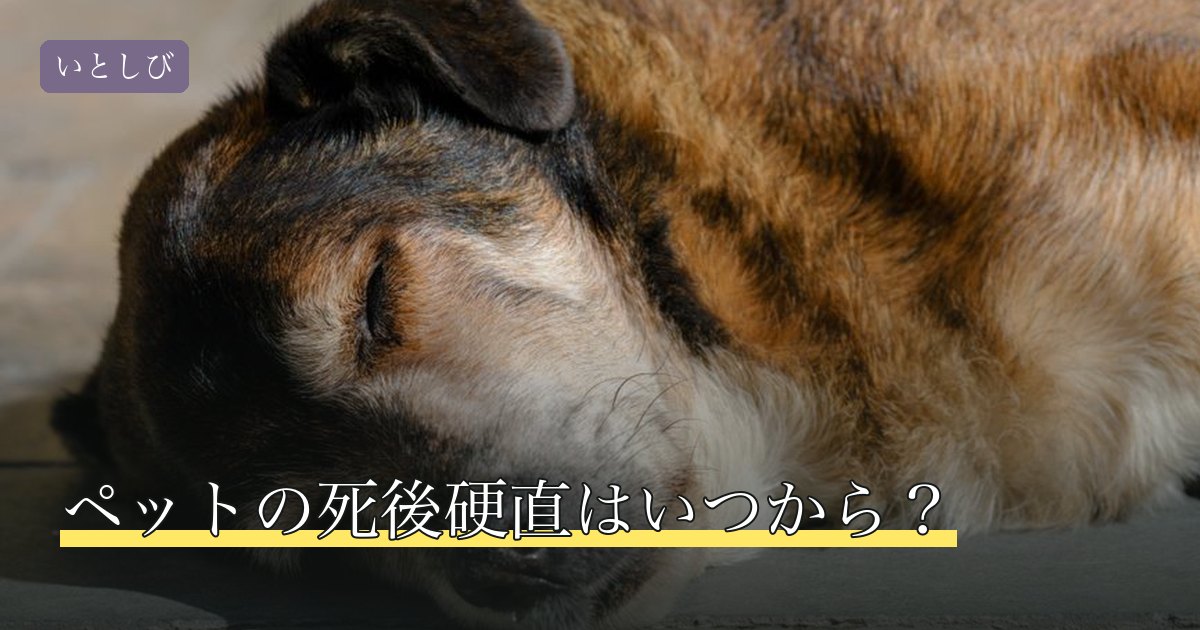 ペットの死後硬直はいつから？